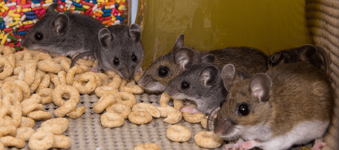 a group of mice eating cereal
