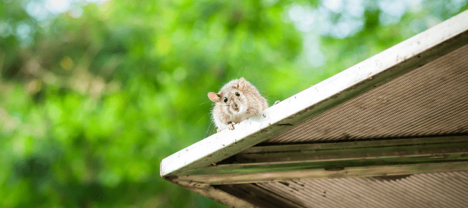 a rat on a roof