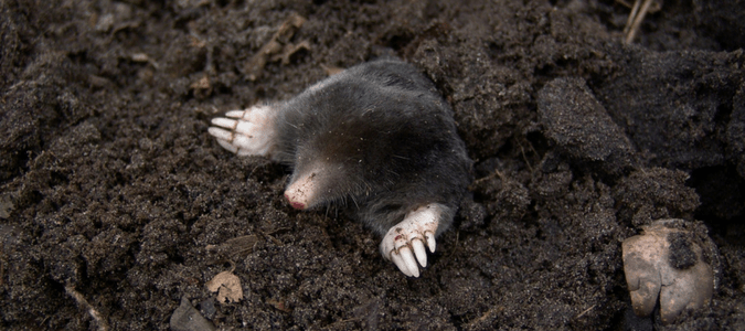 a mole poking its head out of dirt
