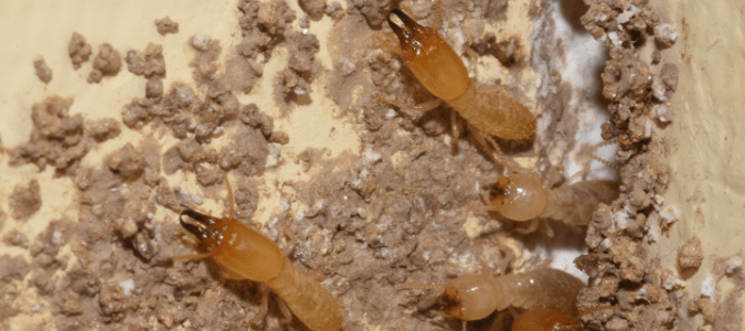 four termites on a wall