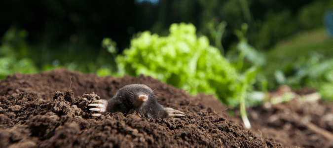 mole emerging from hole in dirt