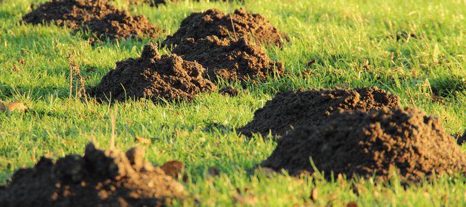 multiple molehills in grassy area