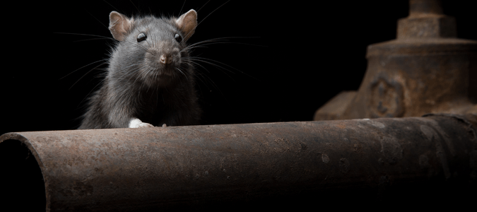 large rat on top of steel pipe