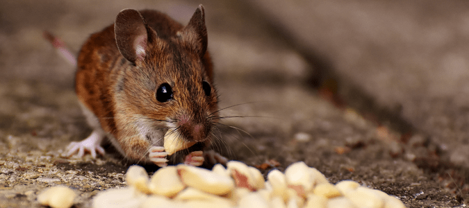brown mouse eating nuts