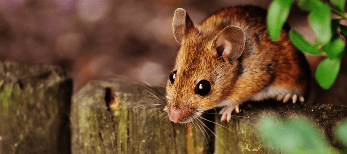 small brown mouse on wooden garden barrier 