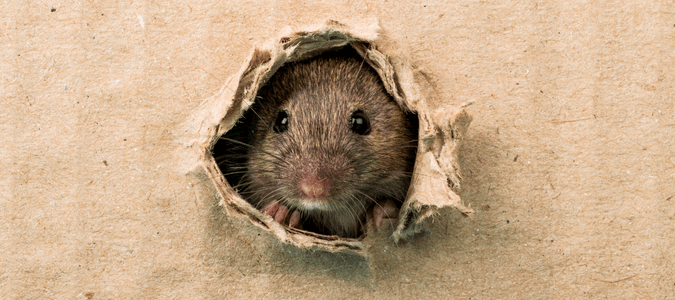 rat peeking from hole in wall