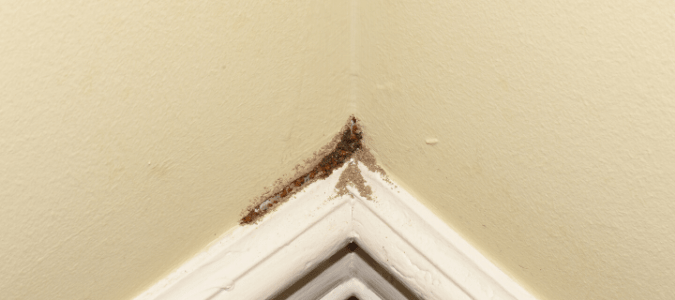termite frass