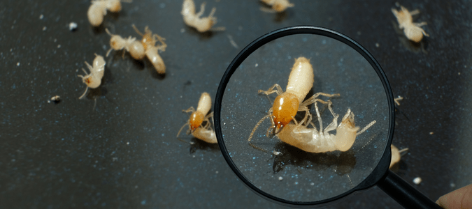 formosan termite identification via magnifying glass