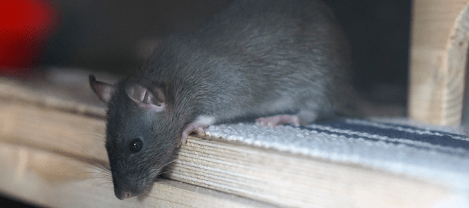 rat looking out from over wooden plank in attic