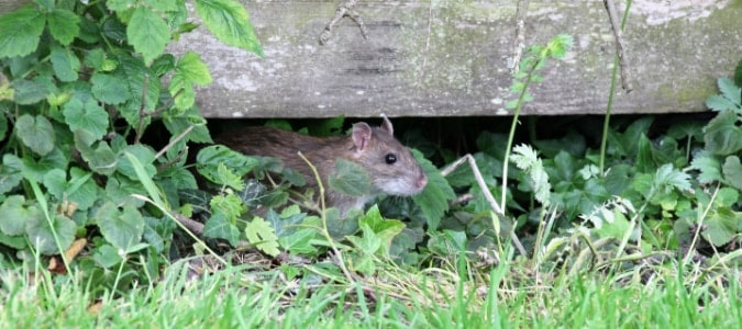 rat peeking out from raised garden bed