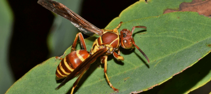 a paper wasp