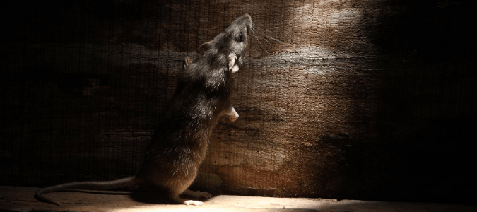rat standing on hindlegs sniffing something on wooden board