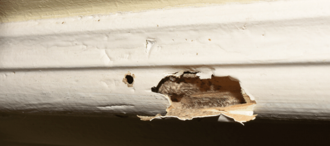 termite damage on baseboard of house