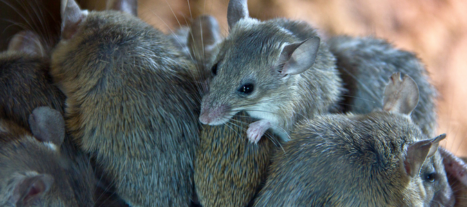 white-footed mice