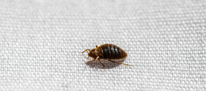 closeup single bed bug crawling on mattress