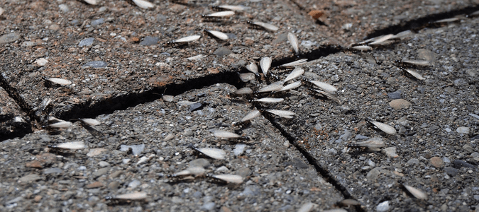 group of swarming termites on brick paved sidewalk