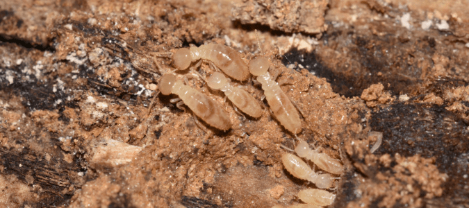 termites on a rock
