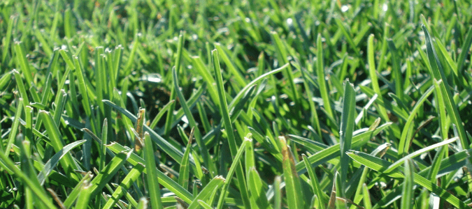 closeup of patch of green grass
