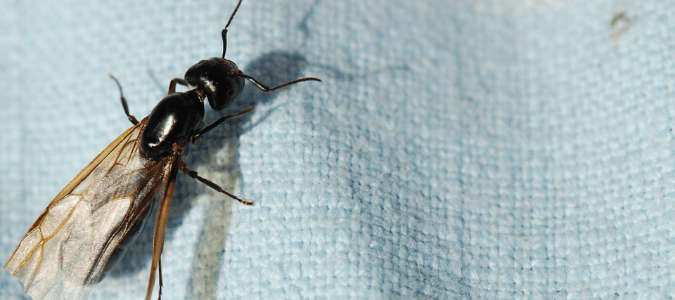 close-up of black carpenter ant with wings