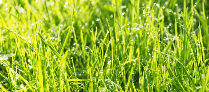 close up picture green grass with drops of water 