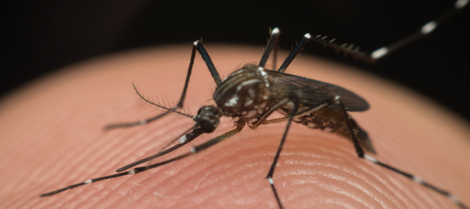 an aedes aegypti mosquito
