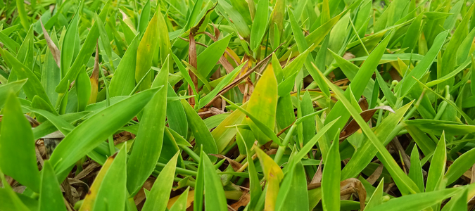 grass in a side yard