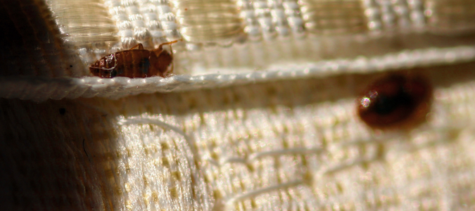 a dead bed bug on a mattress