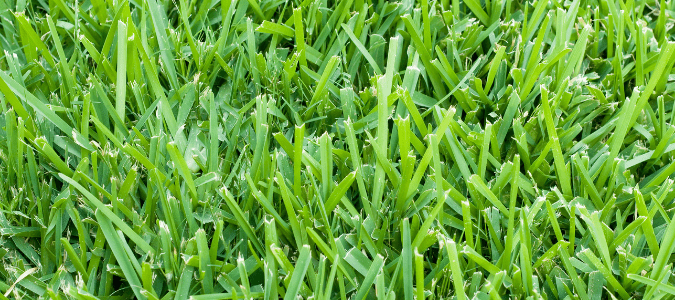 st augustine grass