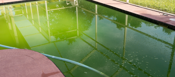green algae in a pool