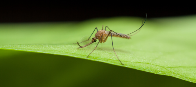 an anopheles mosquito