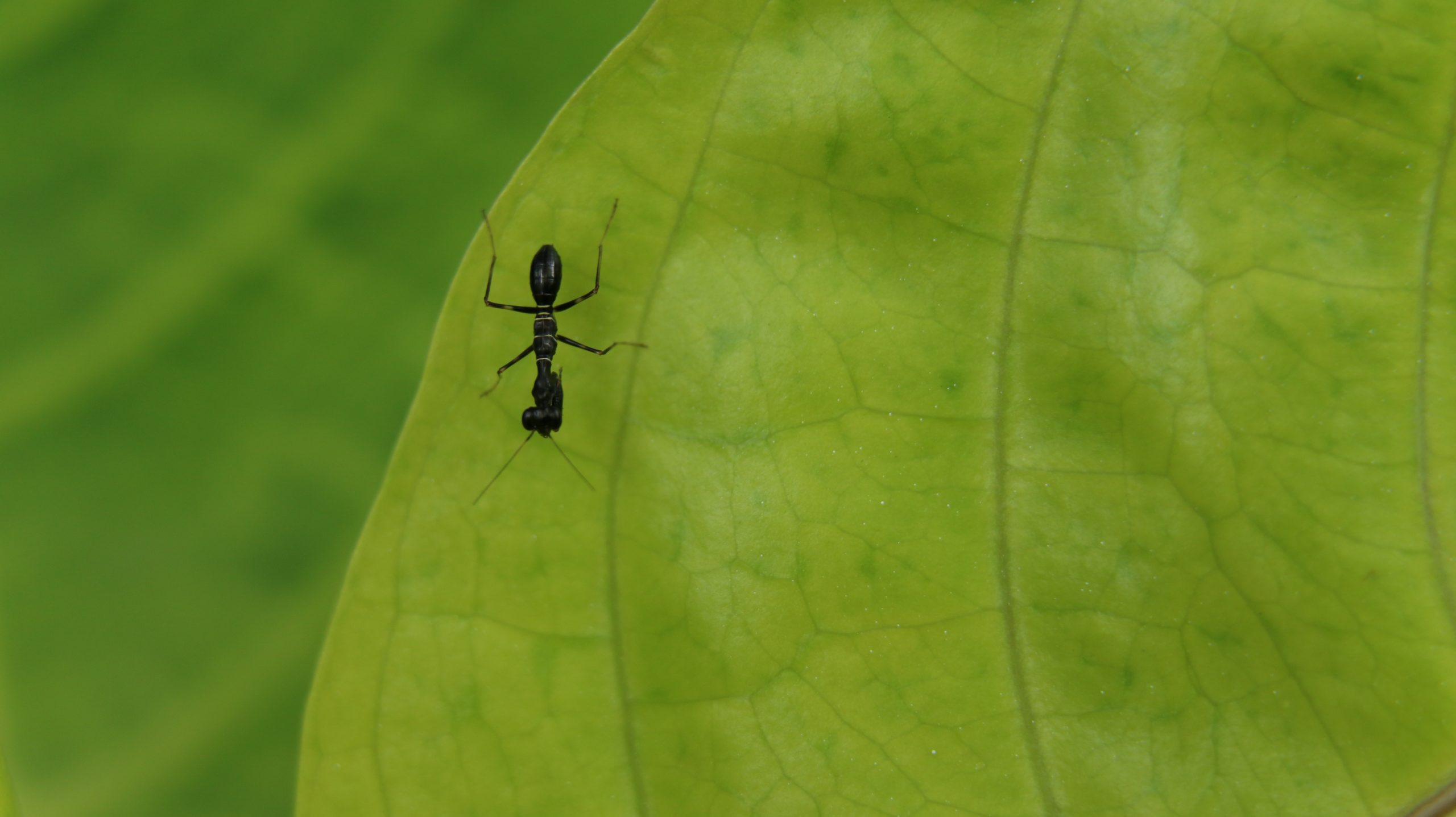 a crazy ant on a leaf