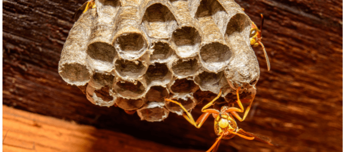 a paper wasp nest