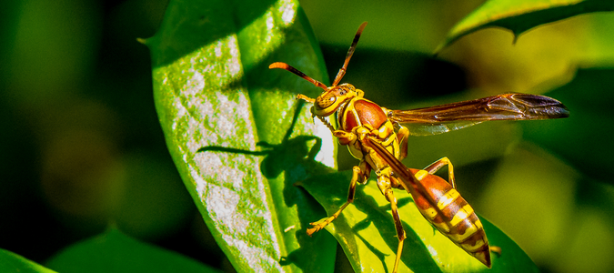 a paper wasp on a leaf