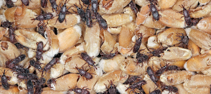 wheat weevils on damaged grain