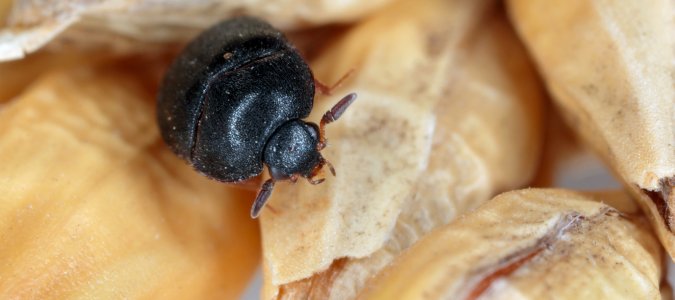 a common carpet beetle