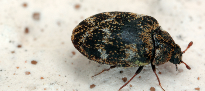 a furniture beetle
