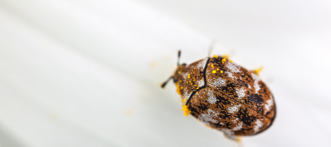 a varied carpet beetle