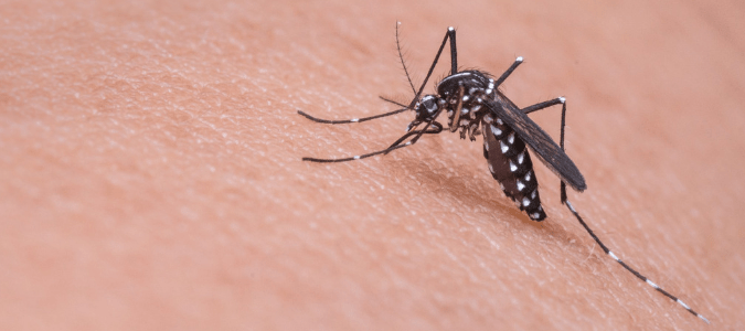 a mosquito on skin