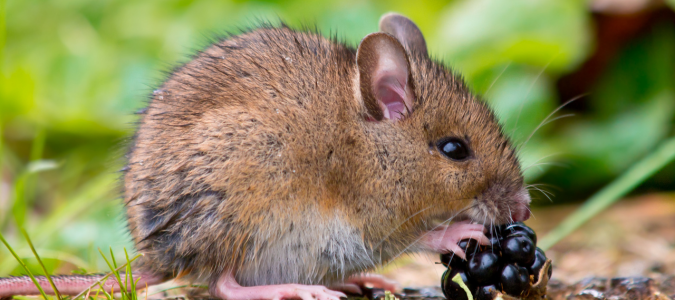 a field mouse
