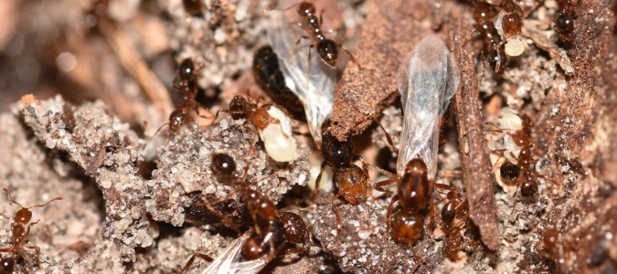a group of winged ants