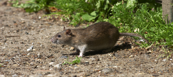 a Norway rat