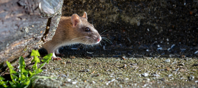 a Norway rat