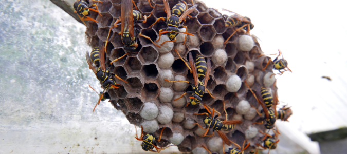 a wasps' nest