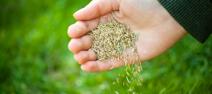 a handful of grass seed