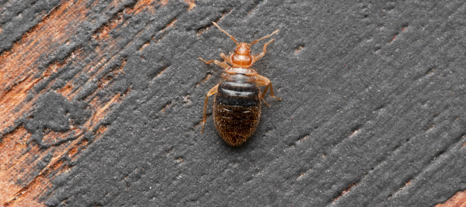 a bd bug