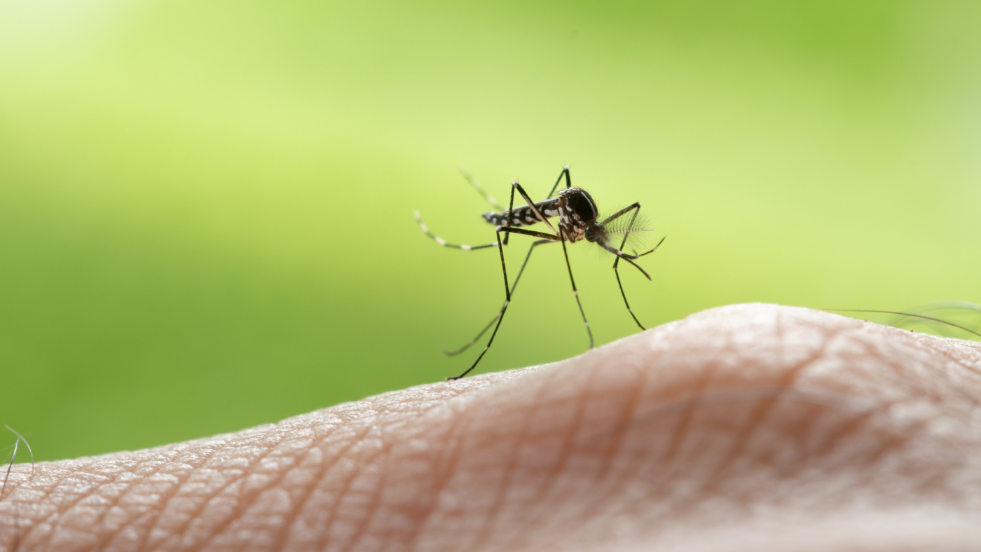 Mosquito Extermination Services: ABC Home And Commercial Services