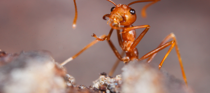 a red fire ant