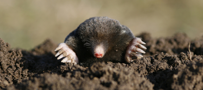 a ground mole