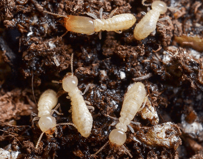 subterranean termites tunneling through soil 