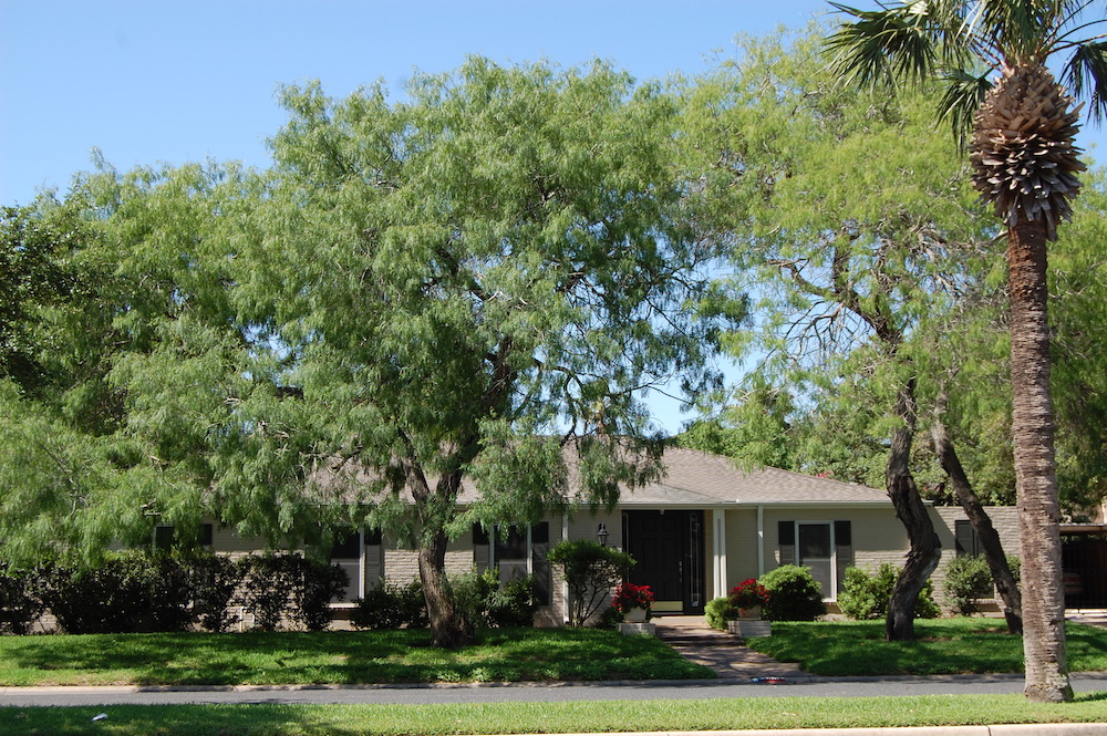 Tree trimming in Corpus Christi